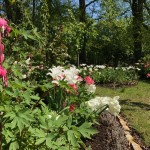 Löjtnantshjärtan och tulpaner den 18 maj 2017.