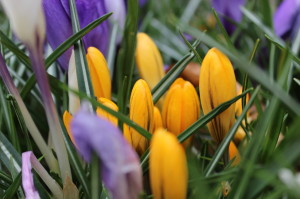 Krokus