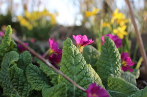 Primula