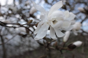 Magnolia