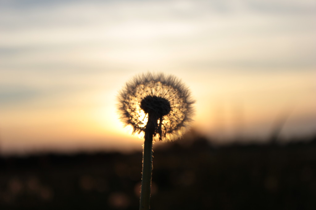 Taraxacum Vulgaris