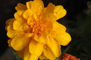 Tagetes