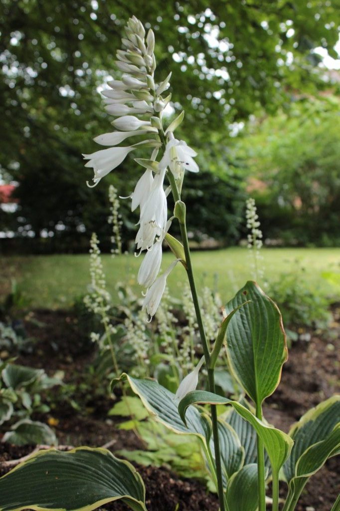 Hosta - Yellow River