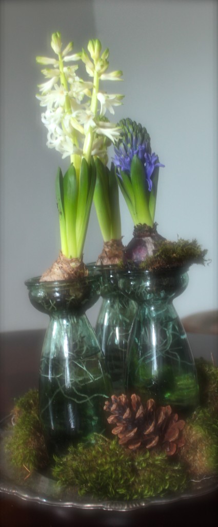 hyacinter