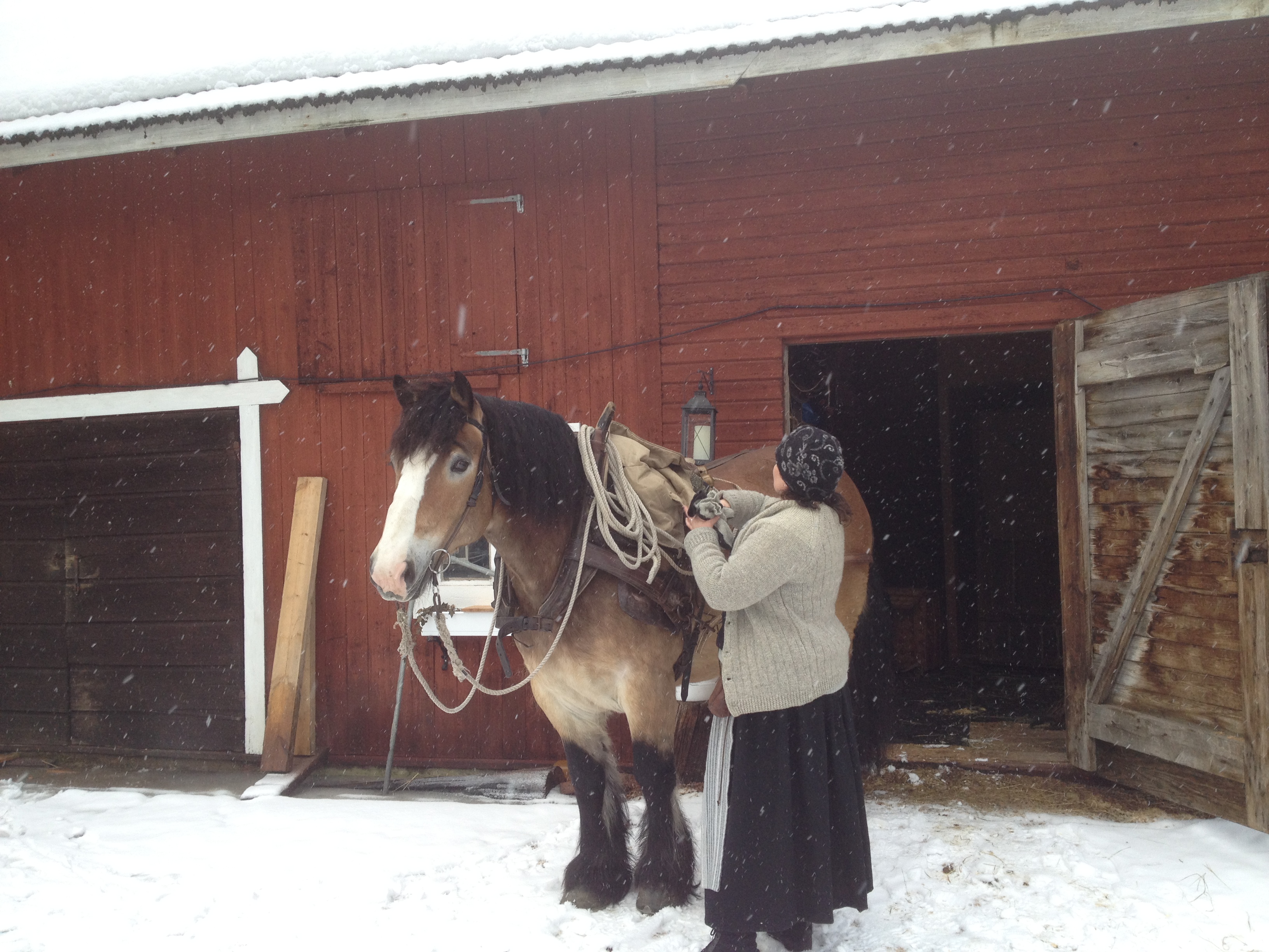 Hästen Julle är van vid att dra forer till Röros