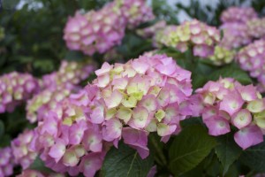 Hortensia