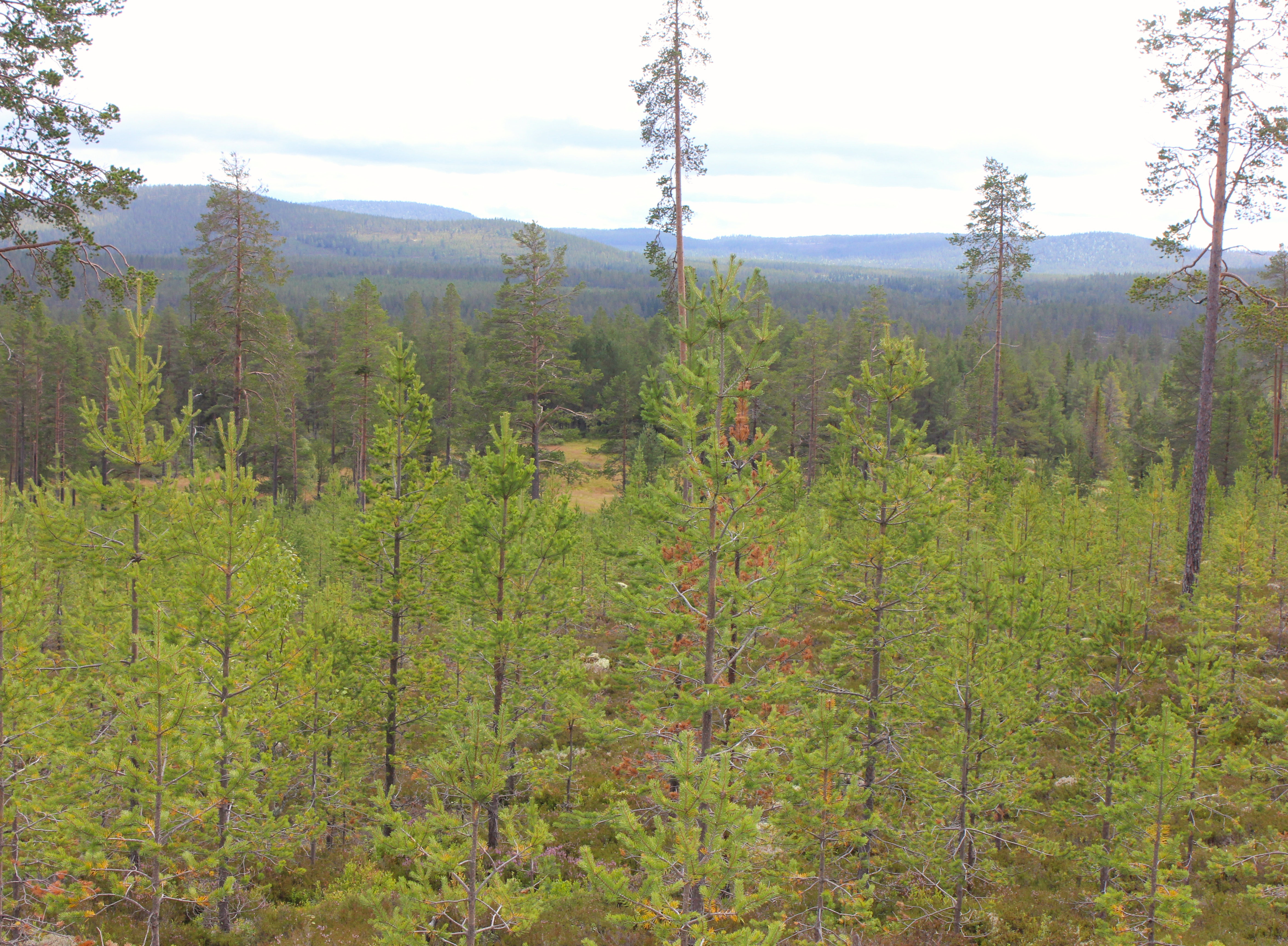 Slängbodarna Dalarna Älvdalen Fäbod