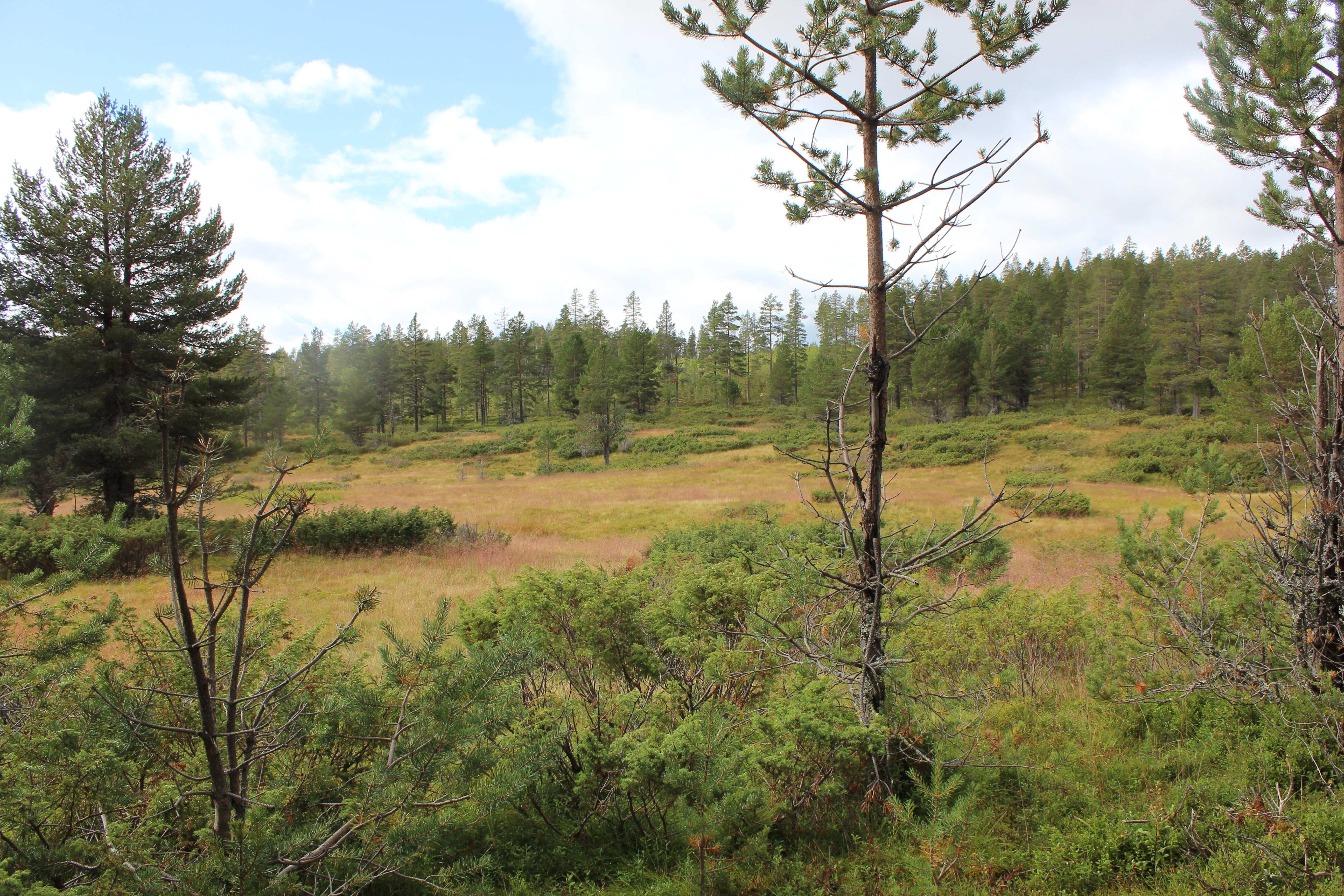 Älvdalen fäbodar fäbod Slängbodarna Dalarna