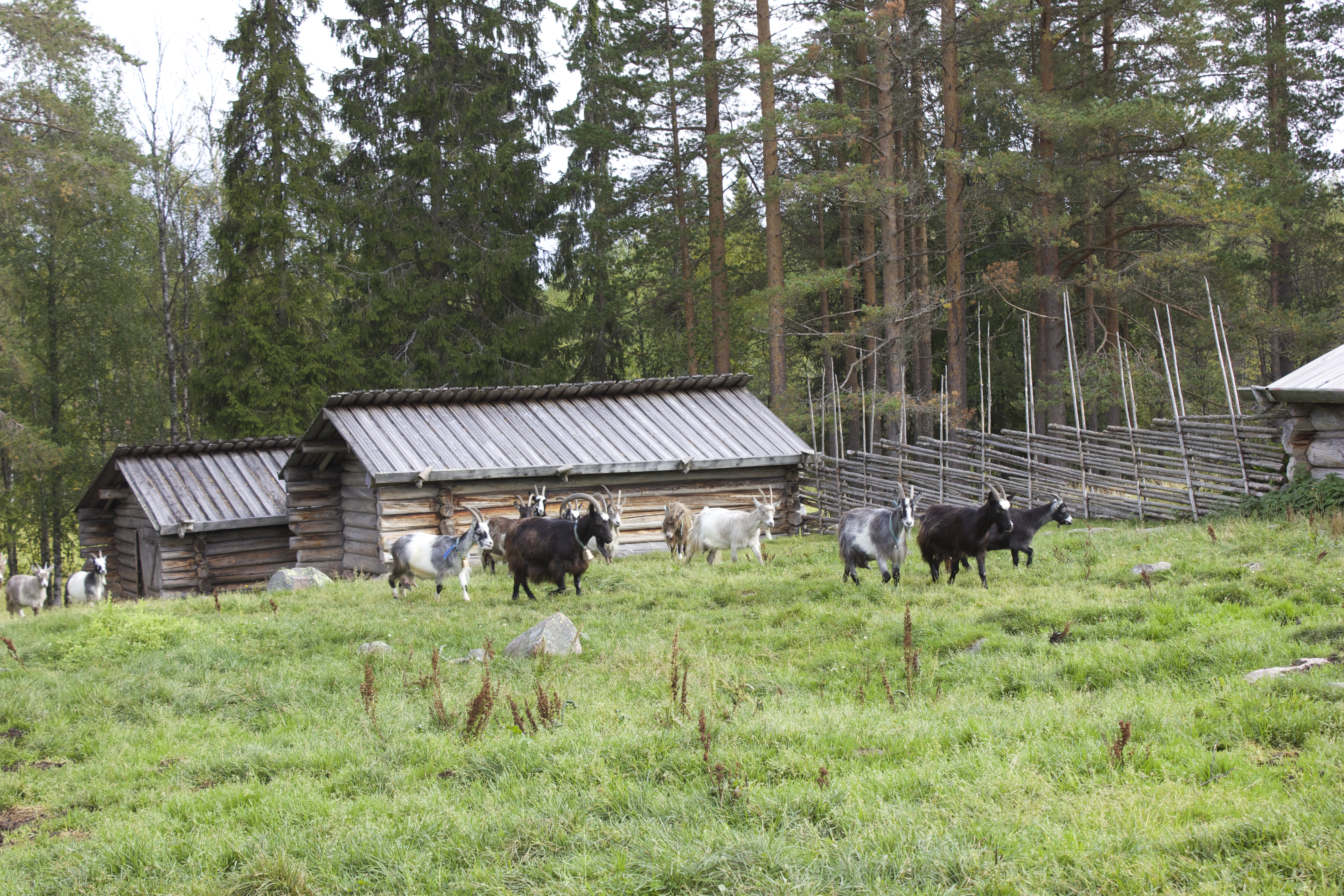 getter hedbodarna fäbod älvdalen