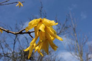 Forsythia