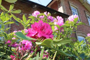 Rhododendron