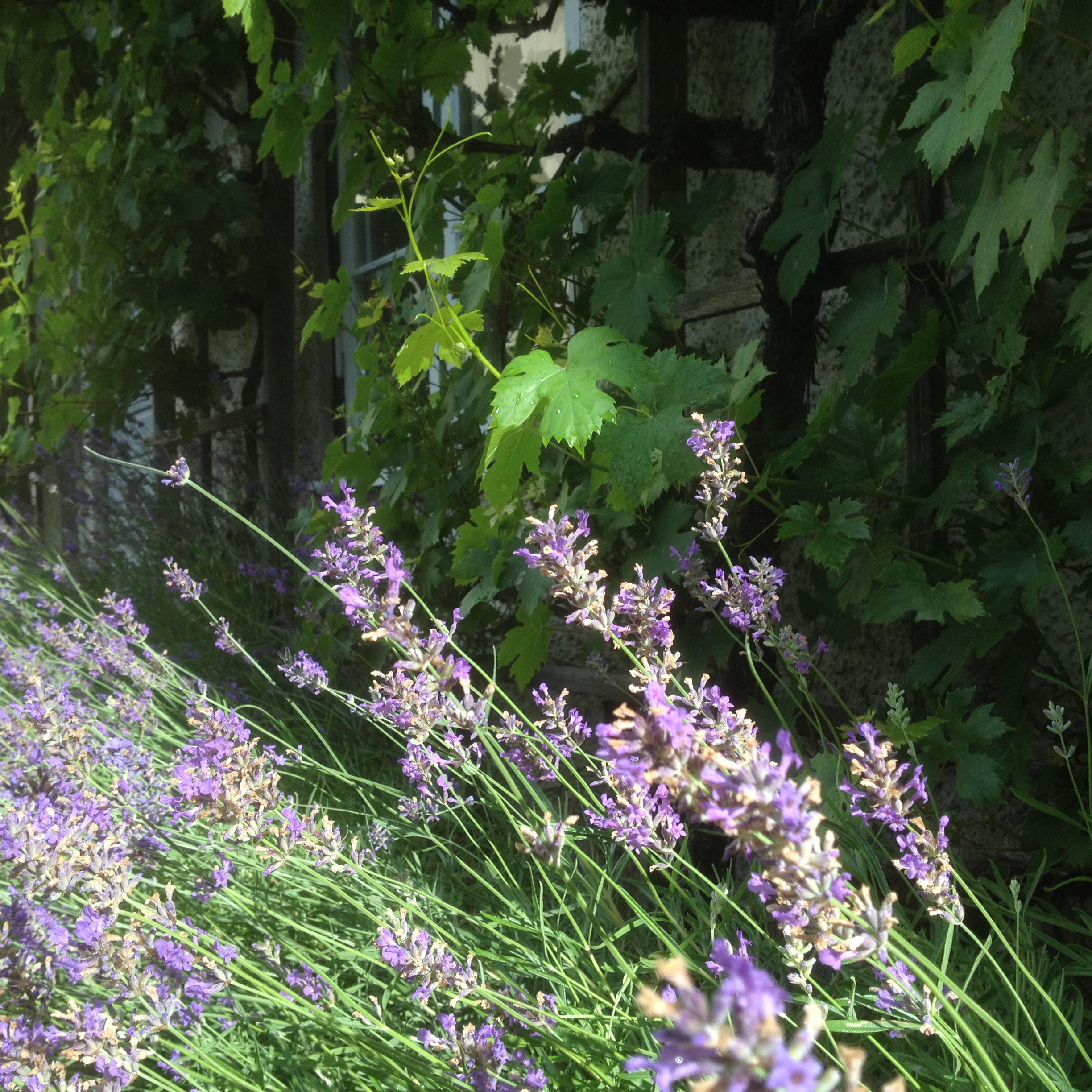 Lavendel på Capellagården