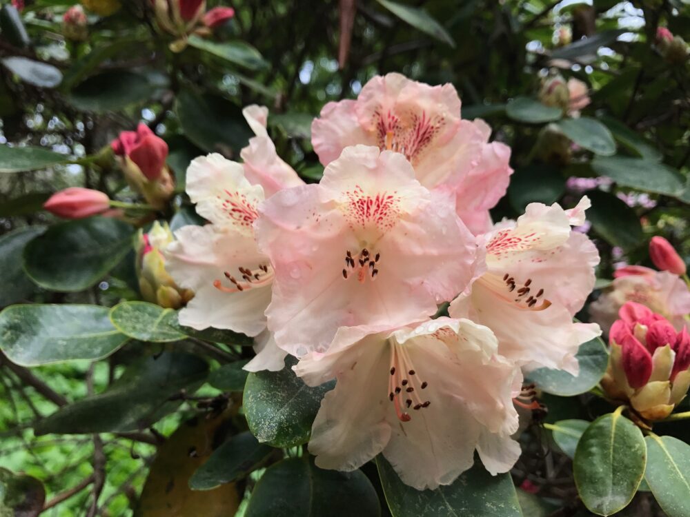 Rhododendron Vischy
