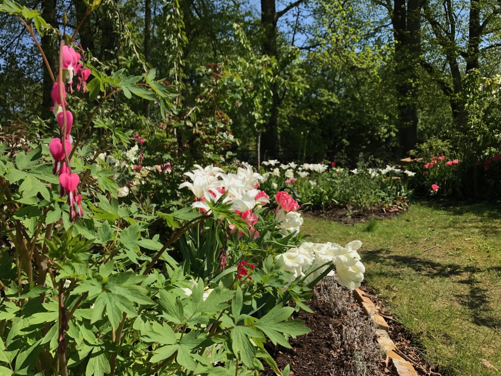 Löjtnantshjärtan och tulpaner den 18 maj 2017.