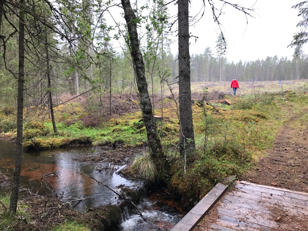 Skogen är skövlad - inte ens de gamla granarna vid bäcken sparades