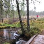 skog älvdalen