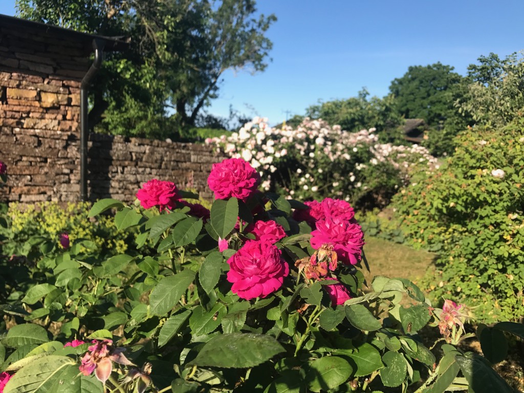 Rosengården i Vickleby, Capellagården