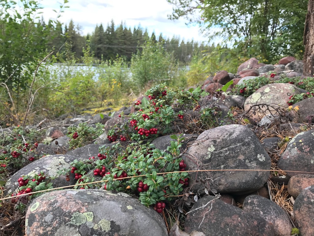 Längs älven växer lingon