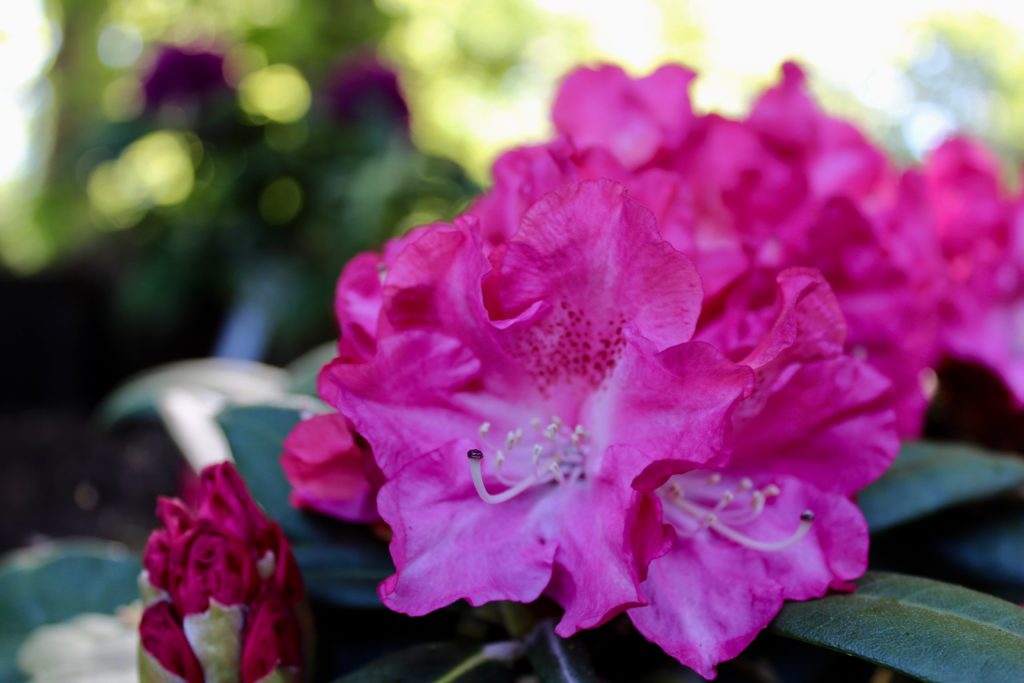 Rhododendron Yakushimanum Anuschka