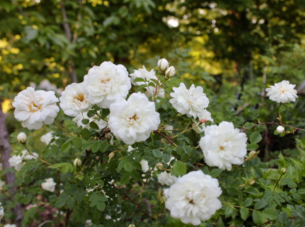 Valdemarsvik vita rosor rosegarden