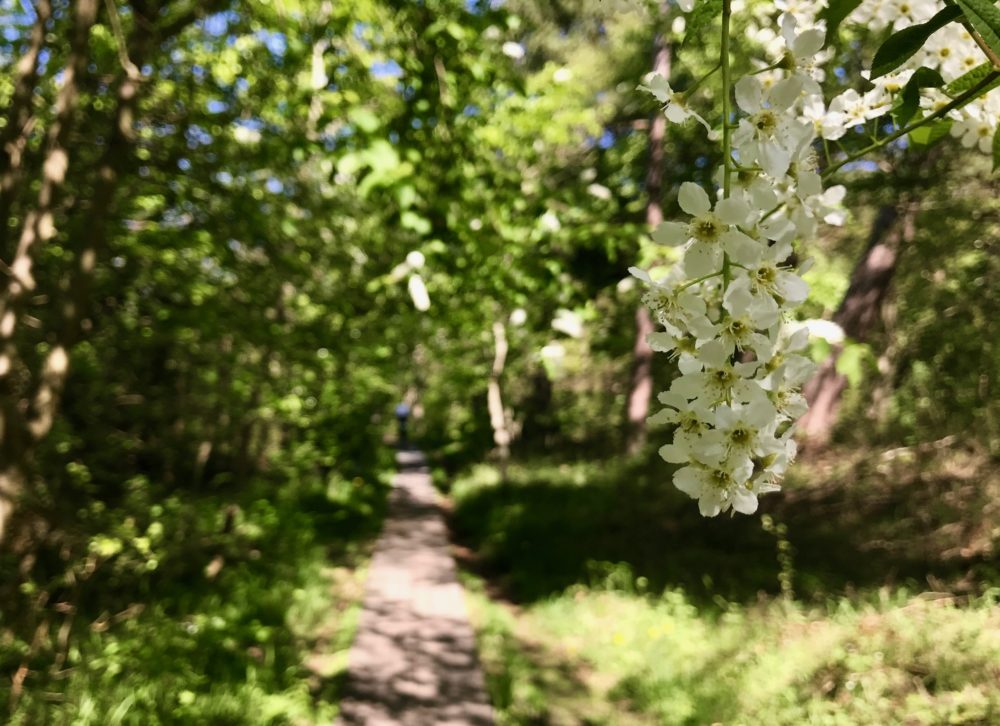 Cykelväg hägg