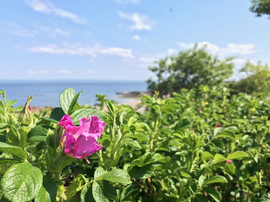 Lockensgrund Kullahalvön