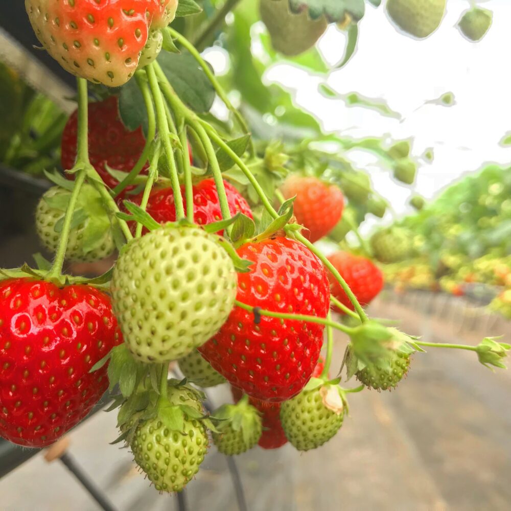 Strawberry Ellagården Kullaberg