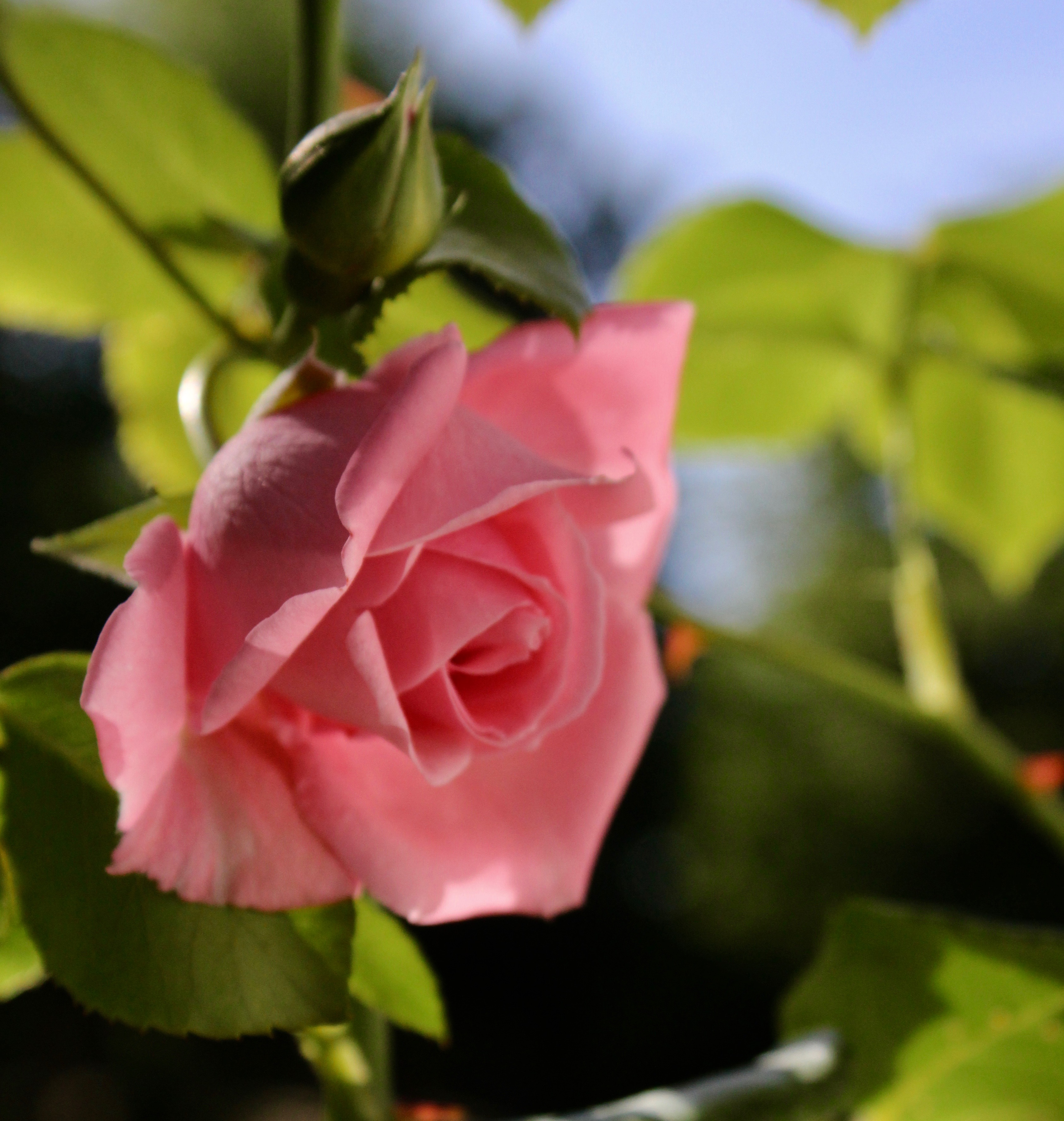 rosa rosor Coral Dawn roses