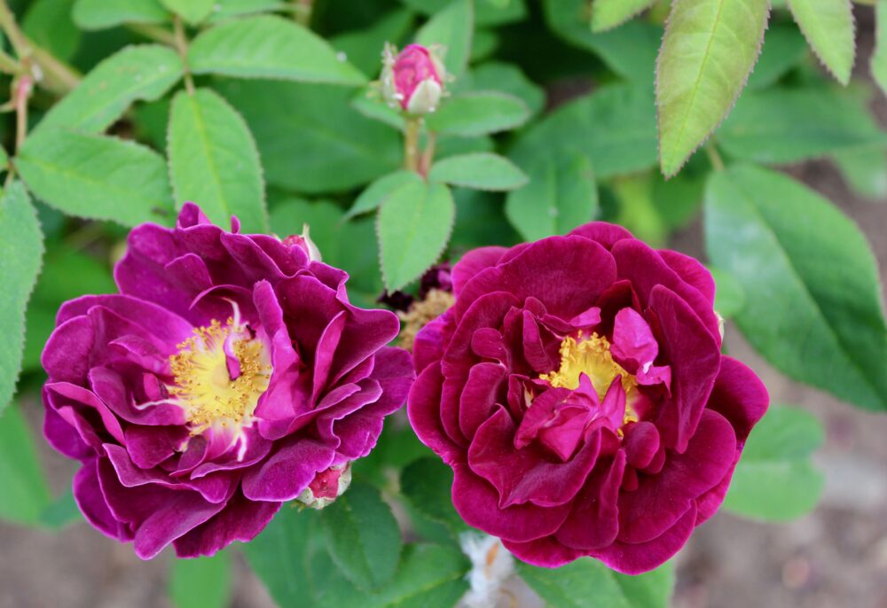 Rosa rosor gallica Fredriksdals trädgårdar rosor ros rose roses