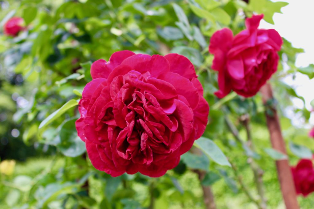 Fredriksdals trädgårdar rose rosen 