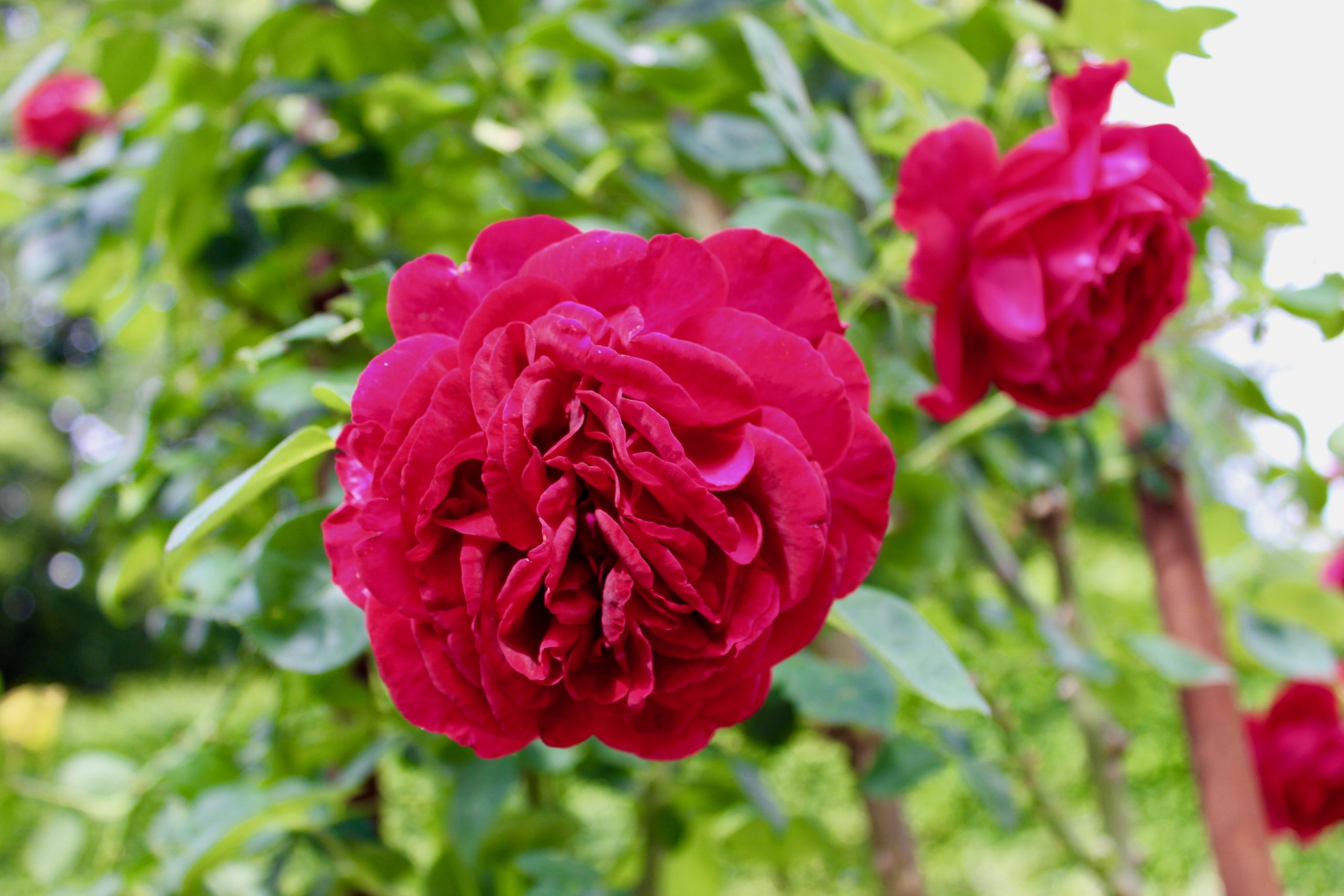 Fredriksdals trädgårdar rose rosen