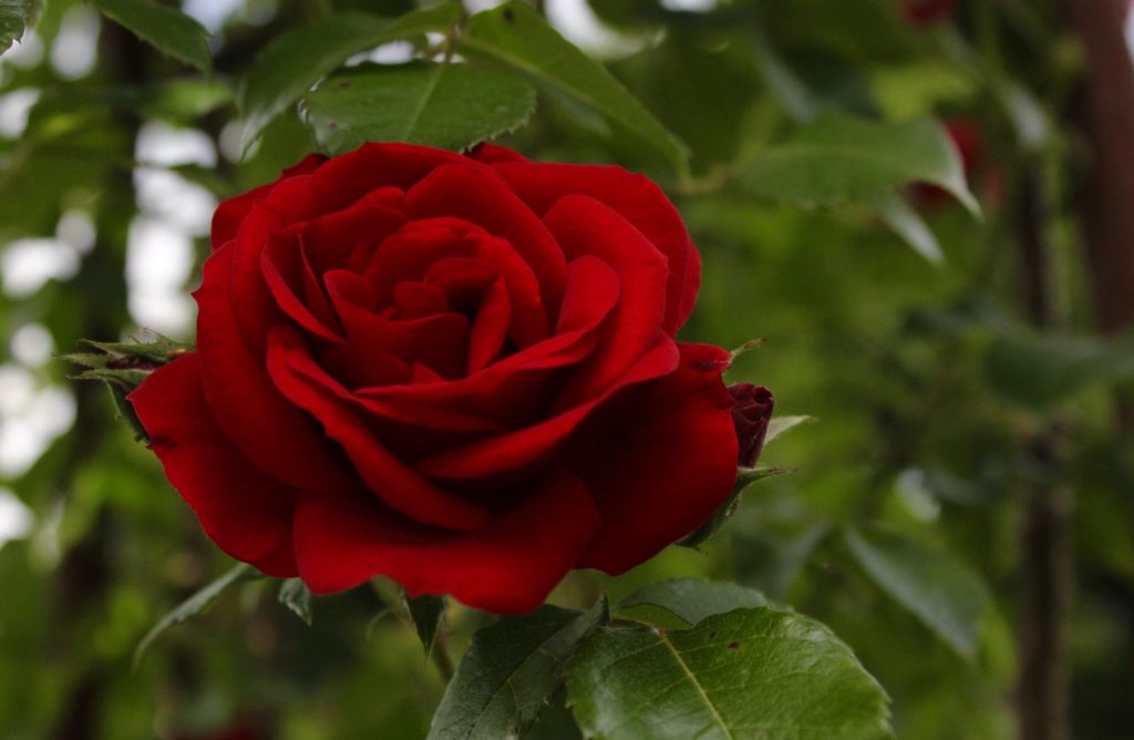 ros rosor roses rosenträdgård