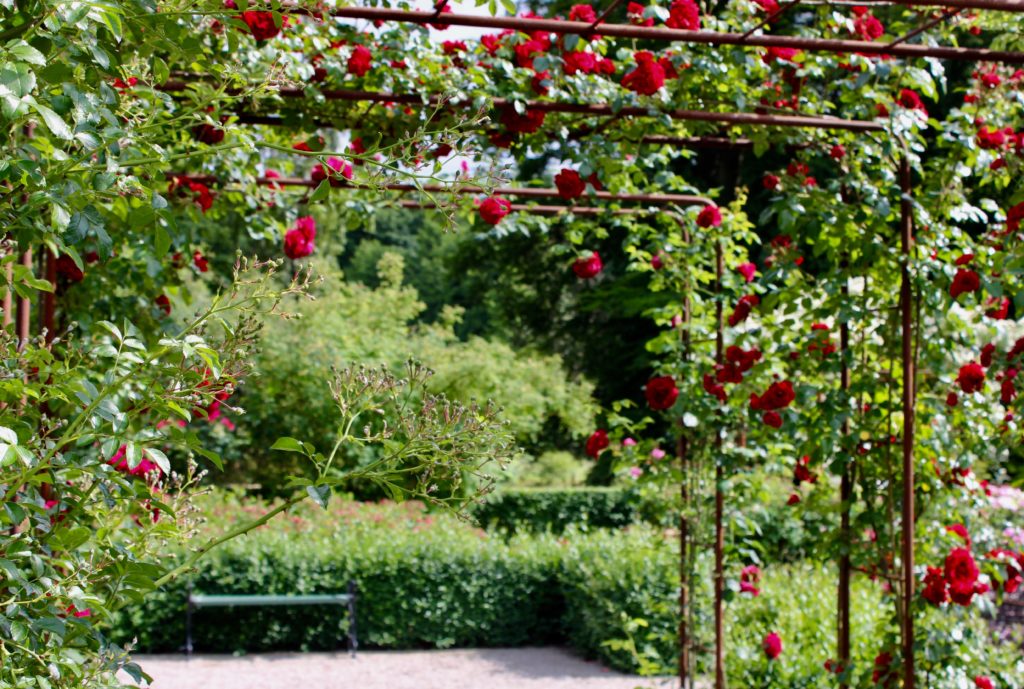 Rosenträdgård ros rosor rose rosen