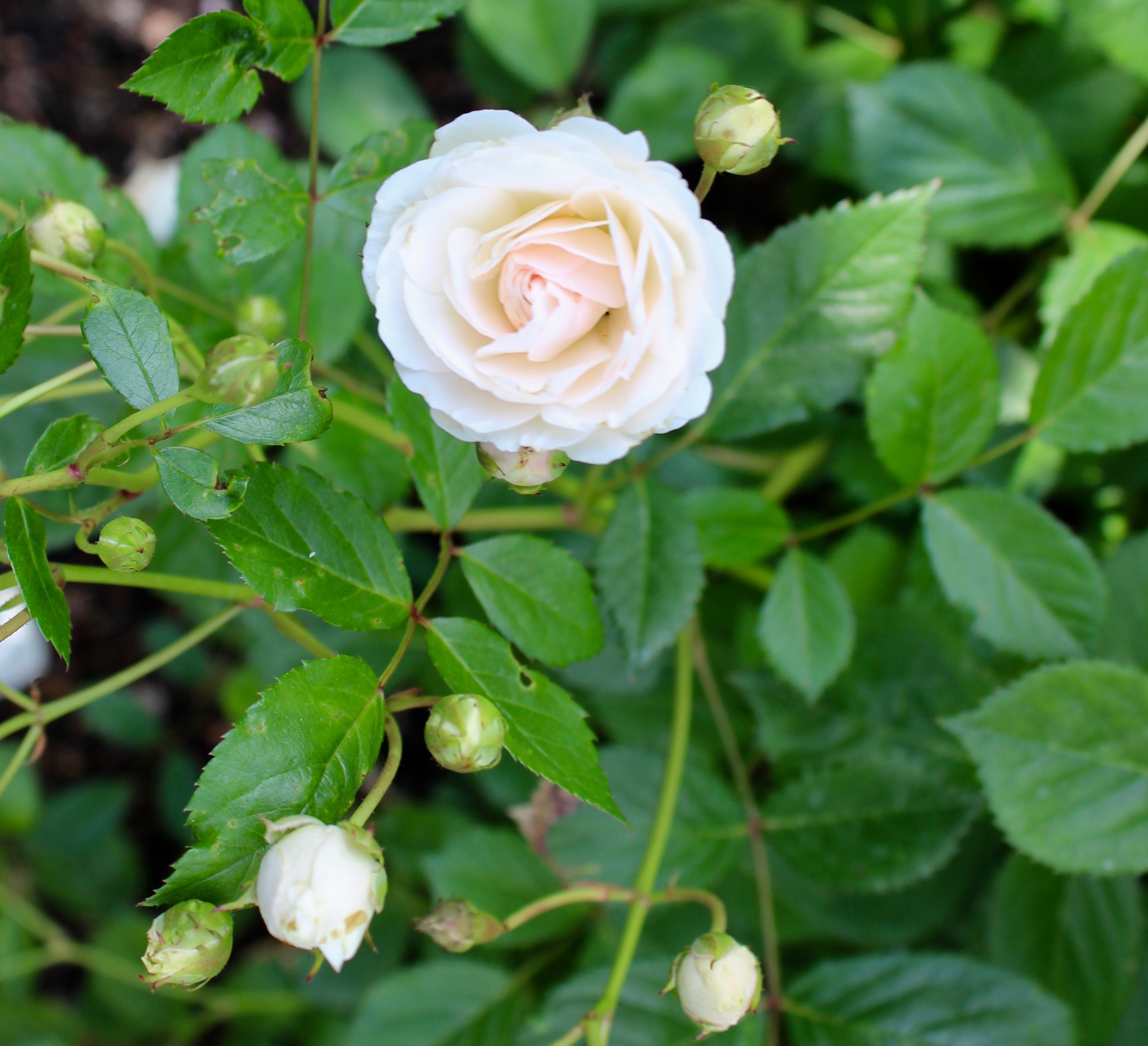 vit rosenträdgård vit ros Helsingborg