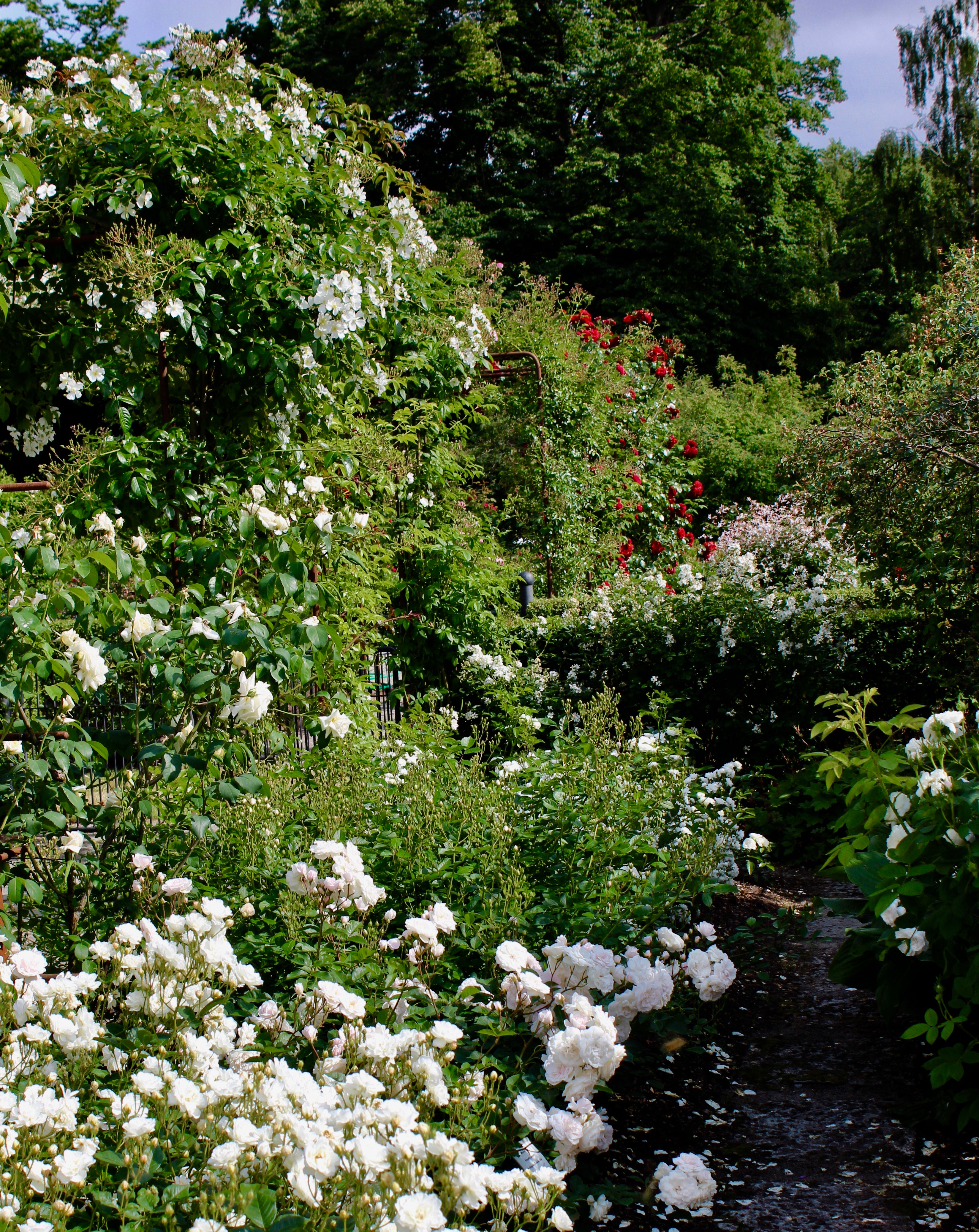 Vit rosenträdgård rosor