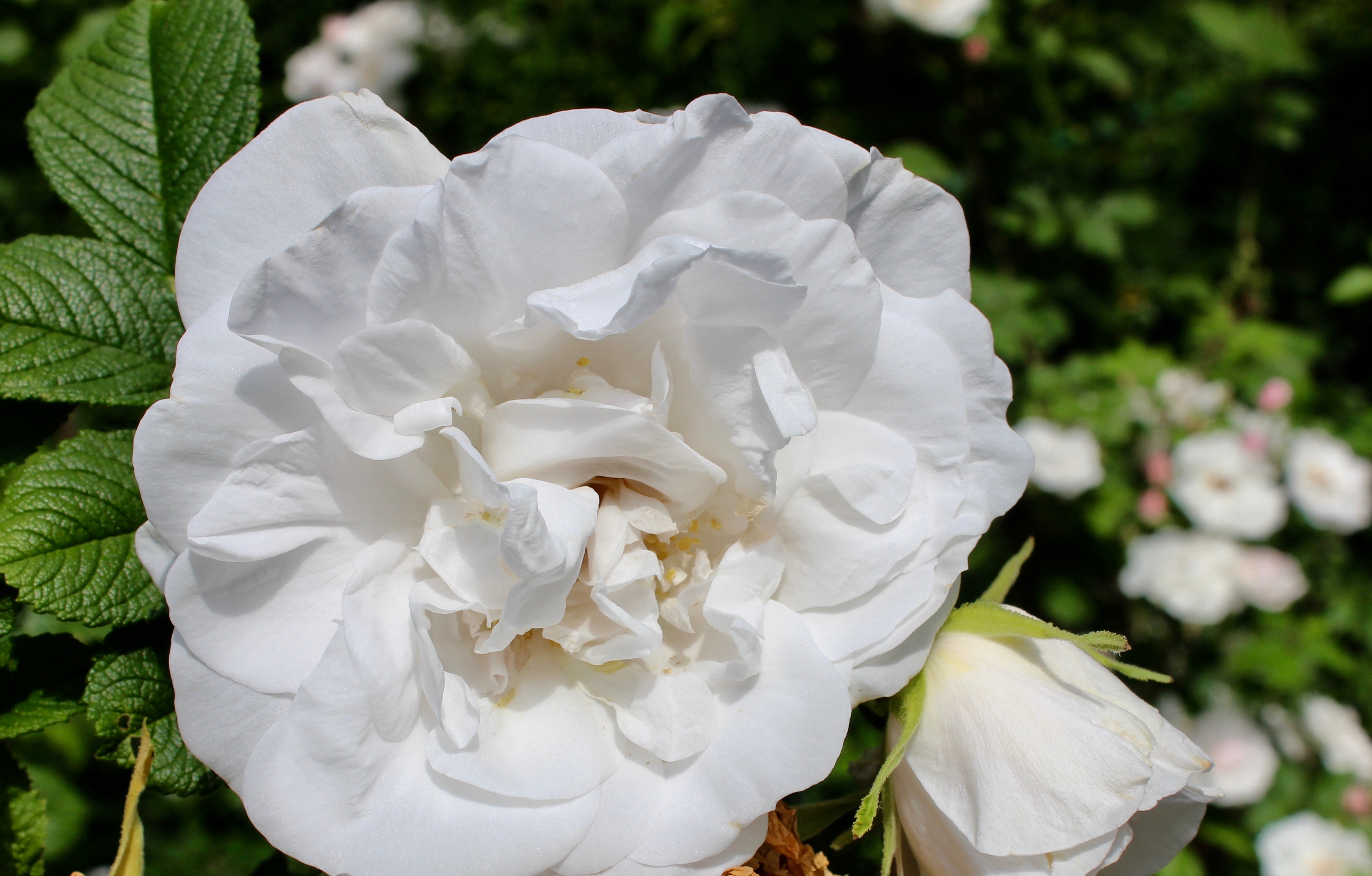 vita rosor vit ros vit rosenträdgård