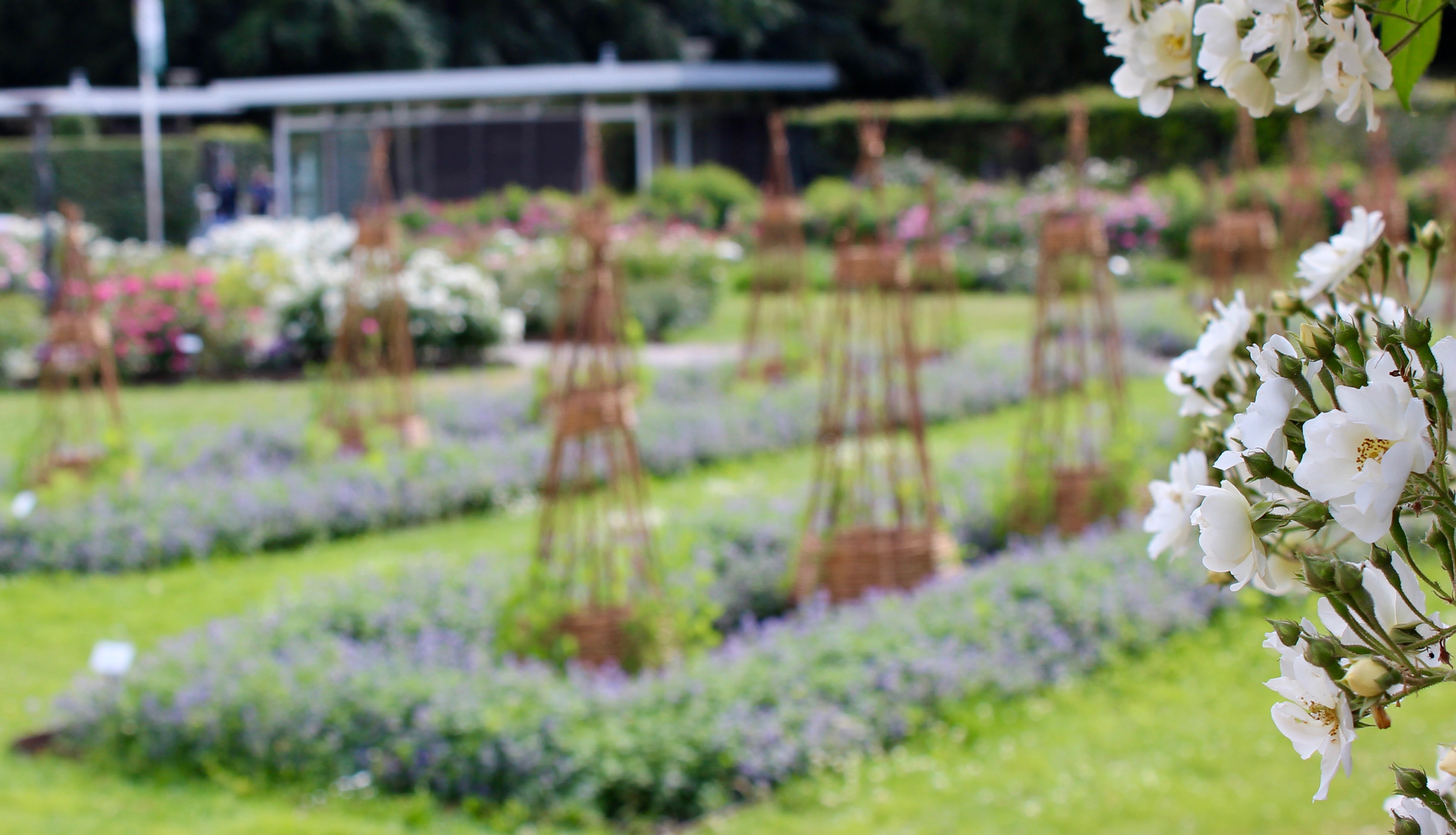 Luktärt lavendel rosor ros