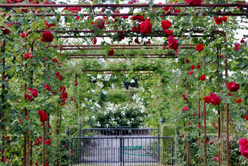 röda rosor ros rosen rosenträdgård rosegarden