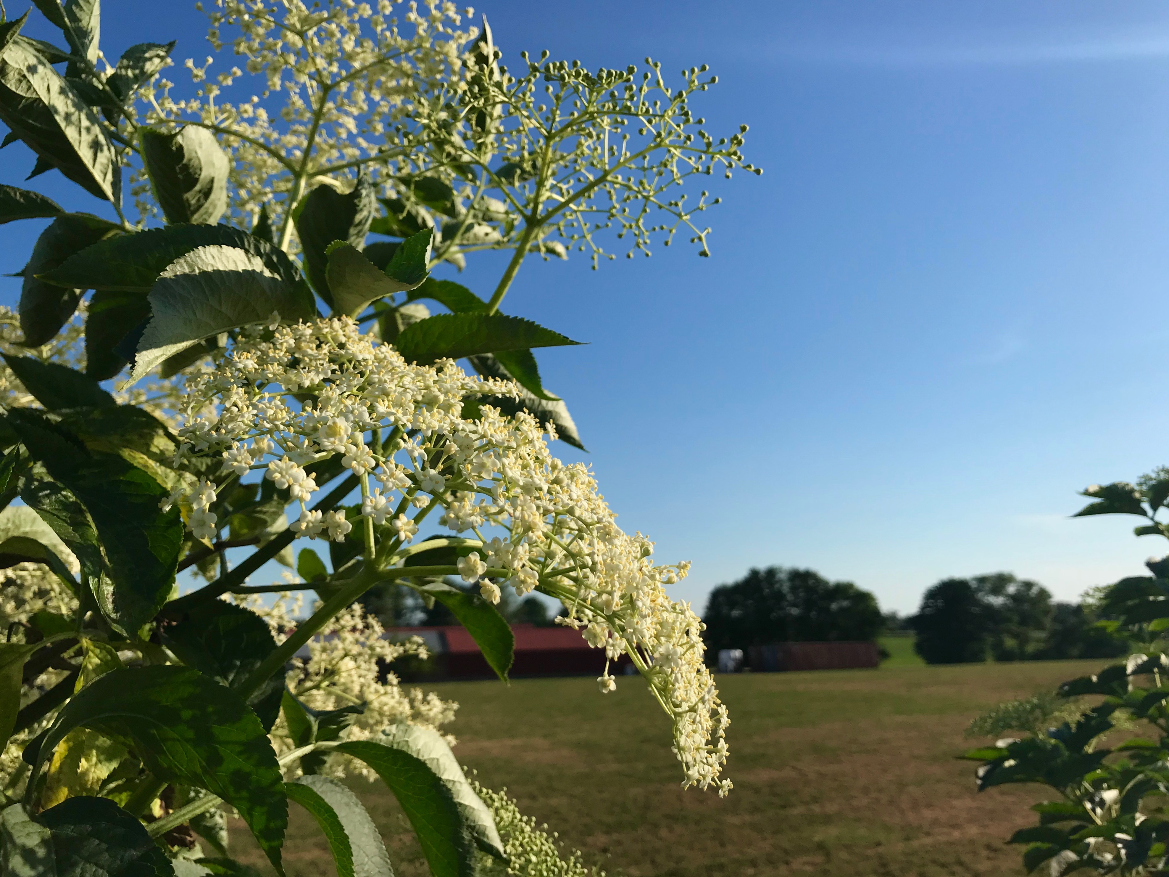 Fläder fläderblom fläderblomssaft Hylle