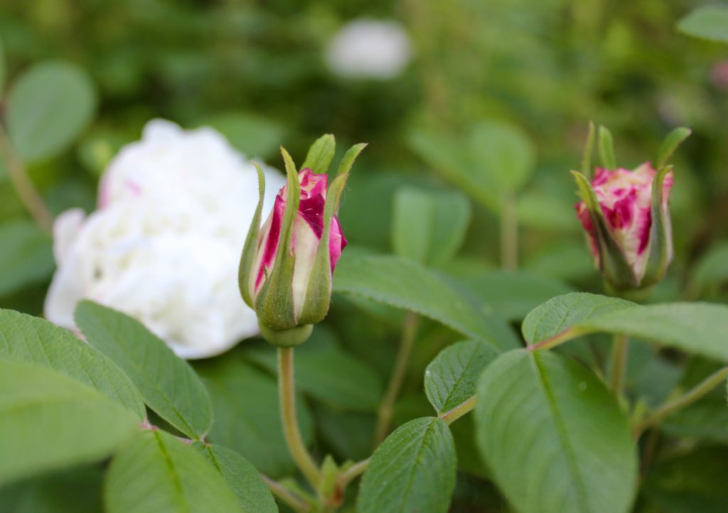 vit ros leda rose garden white garden vita rosor