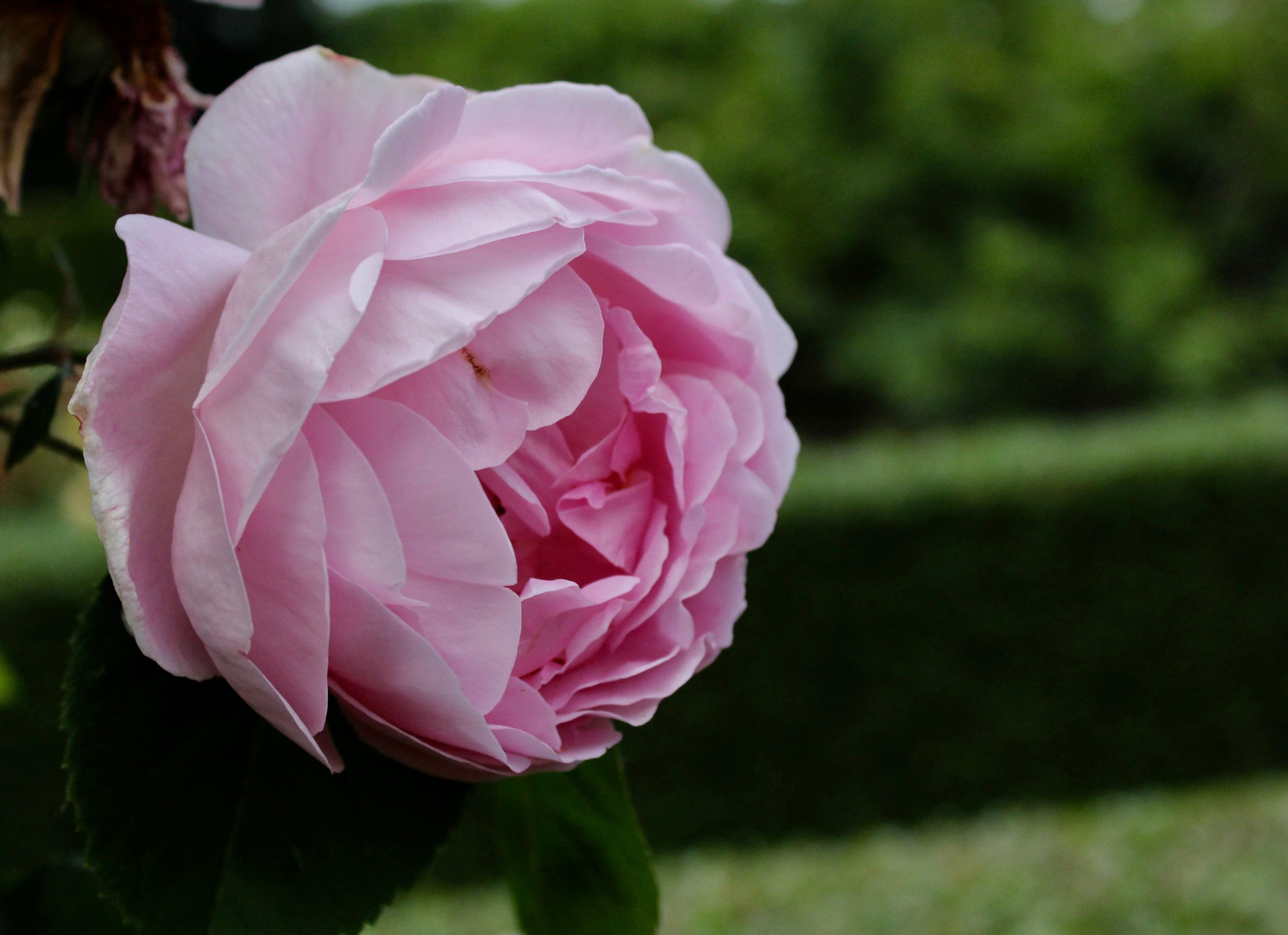 Rosa rosor ros rose pink roses Fredriksdals trädgårdar rosenträdgård rosegarden