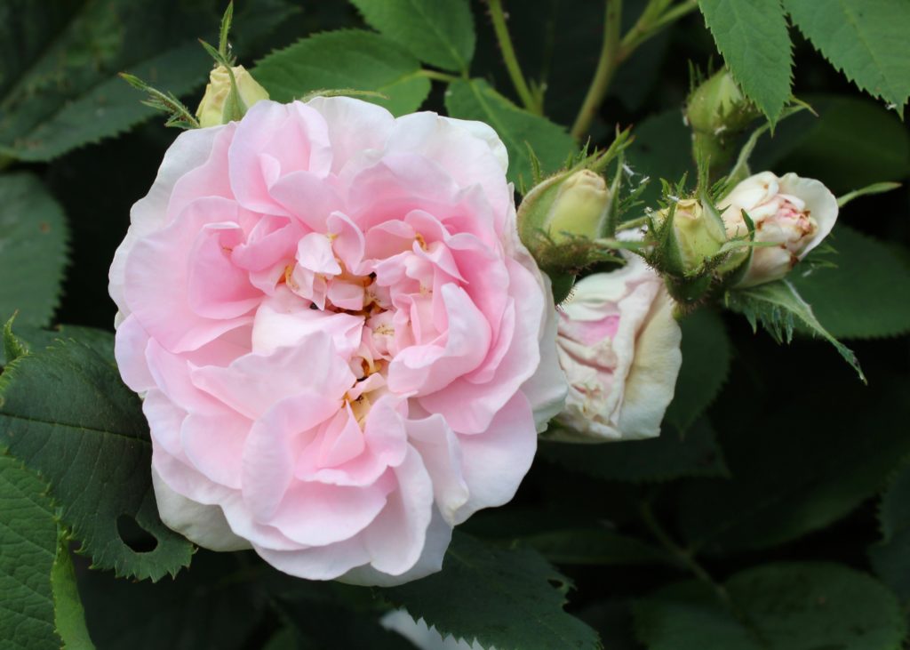Fredriksdals trädgårdar Helsingborg ros rosa rosor pink roses rosegarden rosenträdgård