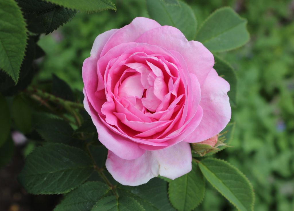 Fredriksdals trädgårdar Helsingborg ros rosa rosor pink roses rosegarden rosenträdgård