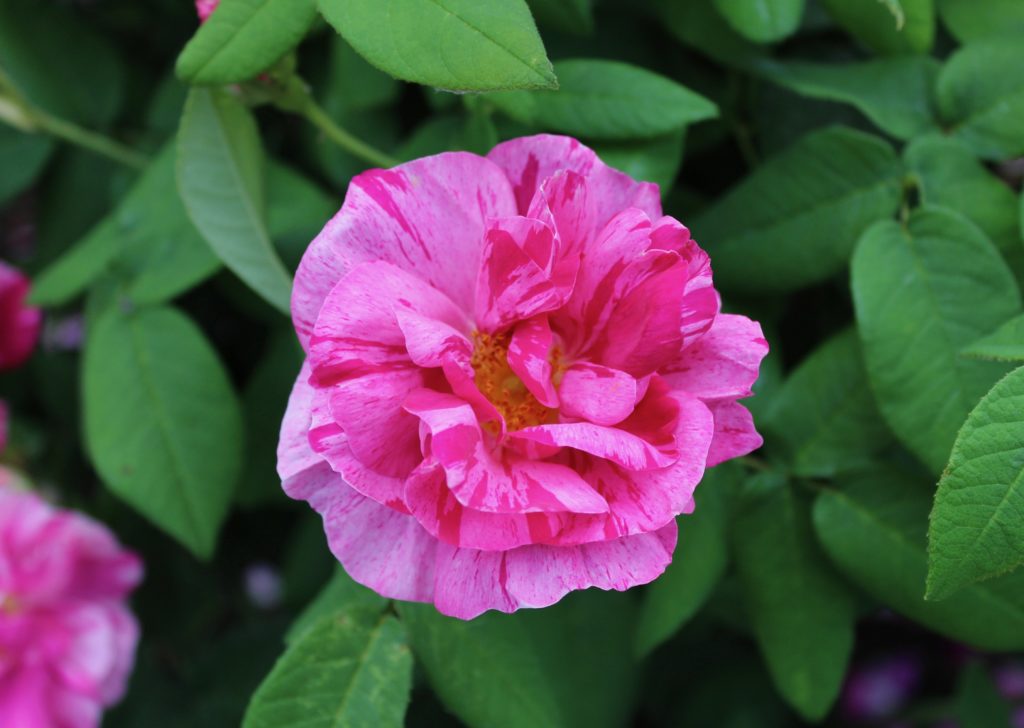 Fredriksdals trädgårdar Helsingborg ros rosa rosor pink roses rosegarden rosenträdgård