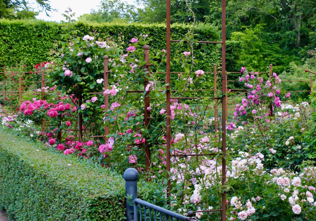 Fredriksdals trädgårdar Helsingborg ros rosa rosor pink roses rosegarden rosenträdgård