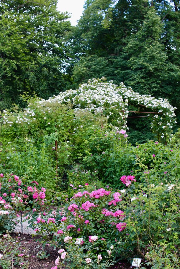 Fredriksdals trädgårdar Helsingborg ros rosa rosor pink roses rosegarden rosenträdgård