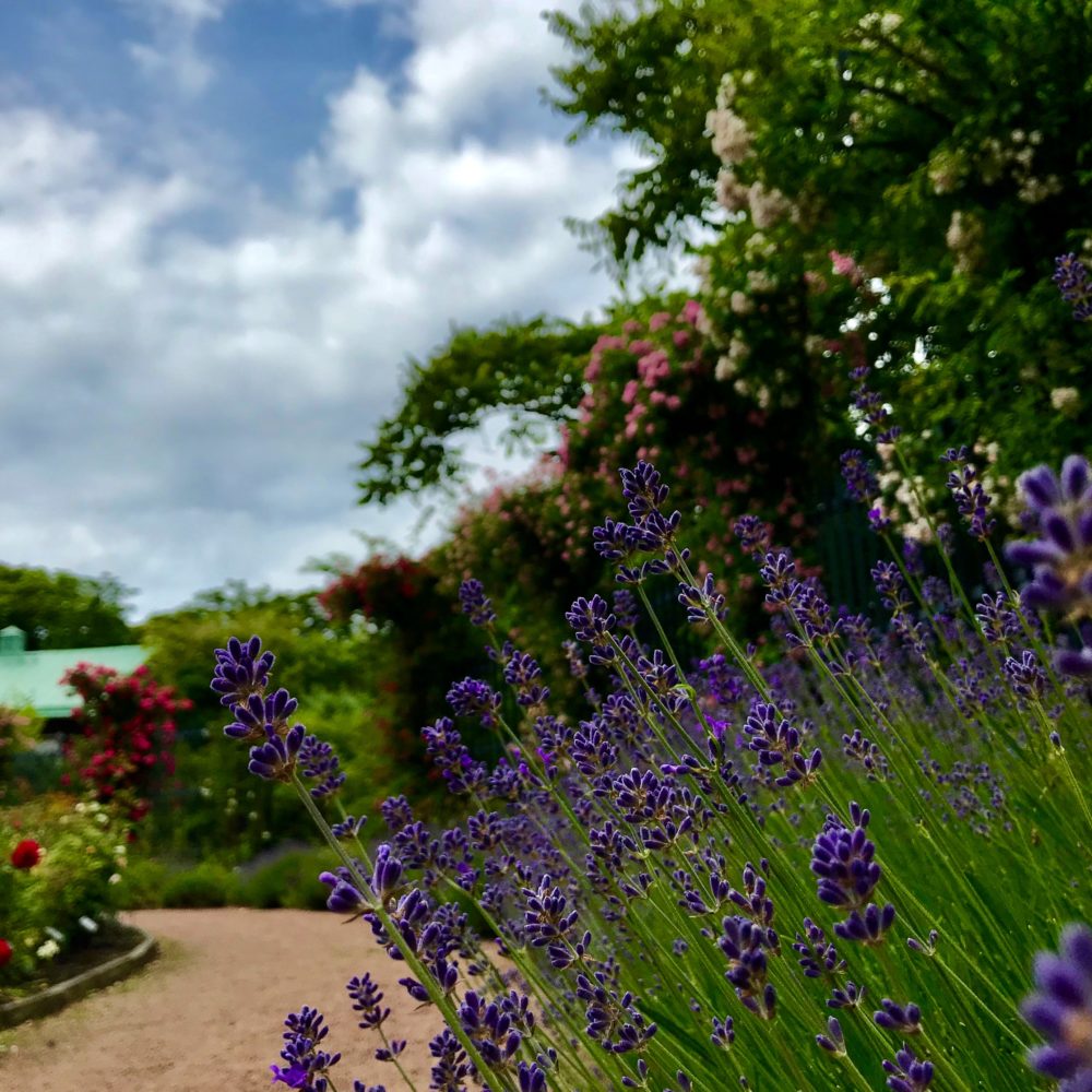 trädgårdsföreningen rosor lavendel