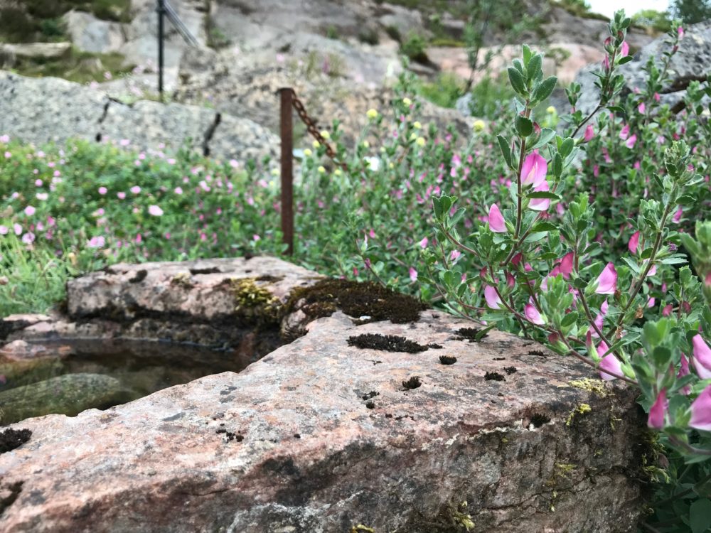 Botaniska trädgården göteborg