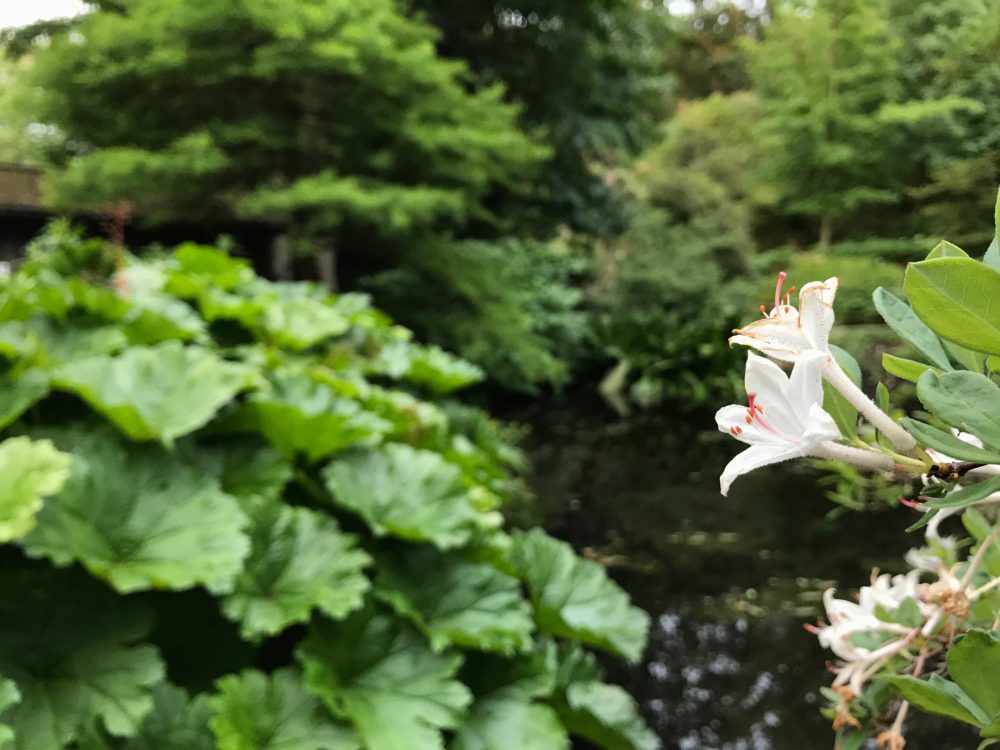 Botaniska trädgården rhododendron