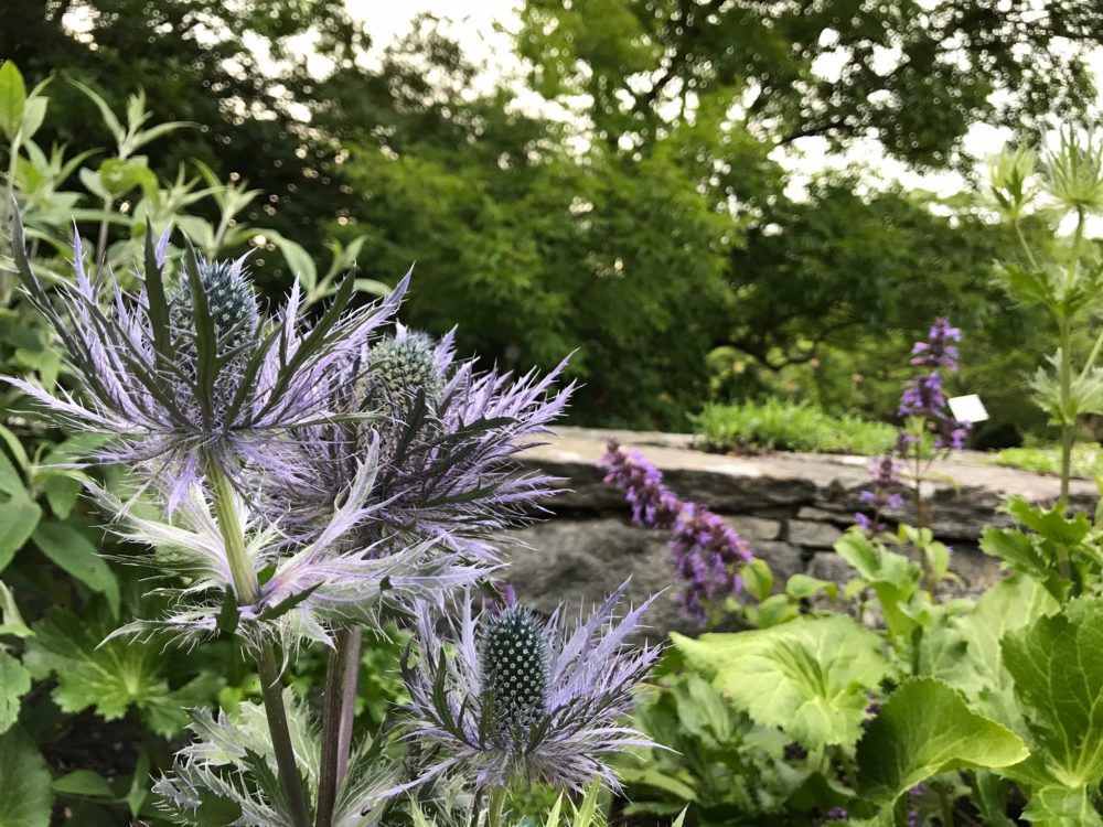 botaniska trädgården tistel göteborg